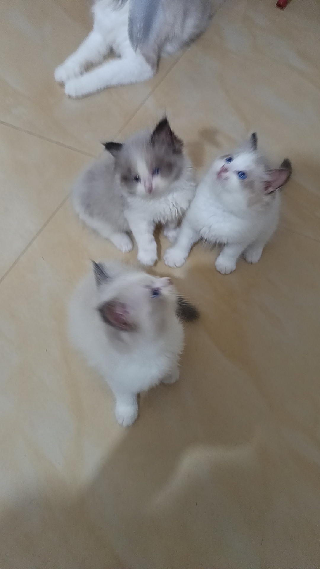 本人布偶猫都是家庭繁育，非宠物店。长期520/只出售布偶幼崽。